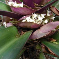Tradescantia spathacea Sw.